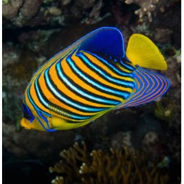 Pygoplites Diacanthus Océan Indien(mer rouge) 8-10 cm