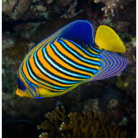 Pygoplites Diacanthus Océan Indien(mer rouge) 8-10 cm