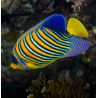 Pygoplites Diacanthus Océan Indien(mer rouge) 8-12 cm