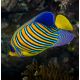 Pygoplites Diacanthus Ocean Indien 11-15 cm