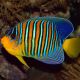 Pygoplites Diacanthus Ocean Indien 11-15 cm