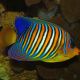 Pygoplites Diacanthus Ocean Indien 11-15 cm