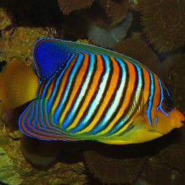 Pygoplites Diacanthus Ocean Indien 11-15 cm