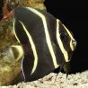 Pomacanthus arcuatus 10-12 cm