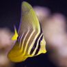 Zebrasoma veliferum : 3-4 cm
