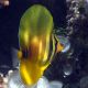 Zebrasoma veliferum : 3-4 cm 39,50 €