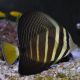 Zebrasoma veliferum : 3-4 cm 39,50 €
