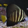 Zebrasoma veliferum : 7-10 cm  