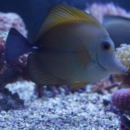 Zebrasoma scopas : 6 à 8 cm 47,50 €