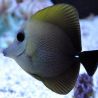 Zebrasoma scopas : 3-5 cm  