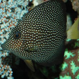 Zebrasoma Gemmatum taille 8-12 cm (rare) 595,00 €