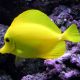 Zebrasoma Flavescens : 6 à 8 cm (elevage) 389,00 €