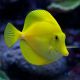 Zebrasoma Flavescens : 6 à 8 cm (elevage) 389,00 €