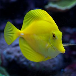 Zebrasoma Flavescens : 6 à 8 cm (elevage)