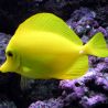 Zebrasoma Flavescens : 3-5 cm (Elevage)
