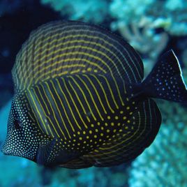 Zebrasoma desjardini 8-12 cm 