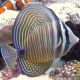 Zebrasoma Desjardini : 6-8 cm  59,50 €