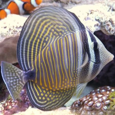Zebrasoma Desjardini : 6-8 cm  59,50 €