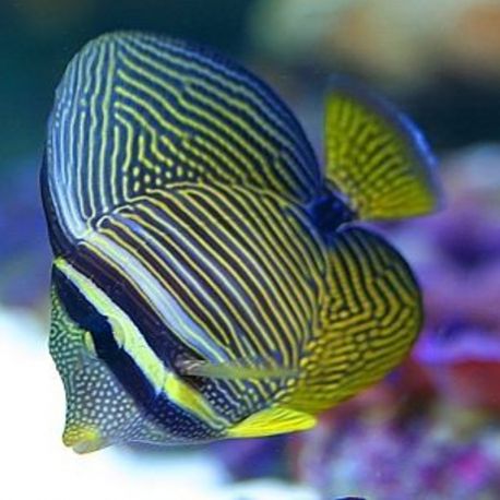 Zebrasoma Desjardini : 4 à 6 cm  