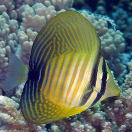 Zebrasoma Desjardini  2-3 cm