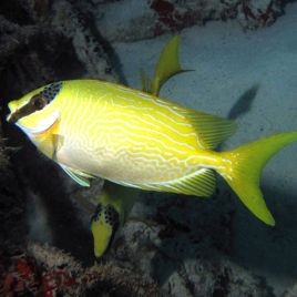 Siganus Puellus : 7 à 10 cm  