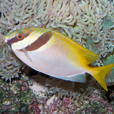 Siganus Virgatus : 10 à 12 cm  