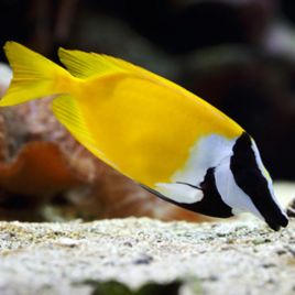 Siganus (lo) vulpinus : 8 à 10 cm  