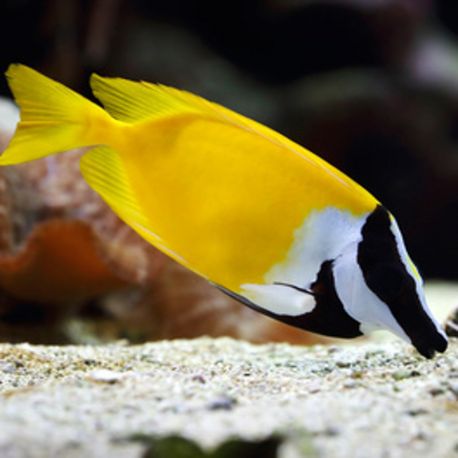 Siganus (lo) vulpinus : 8 à 10 cm  