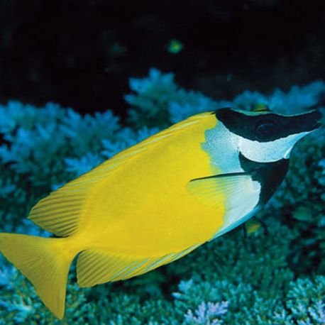 Siganus (lo) vulpinus : 10 à 12 cm  