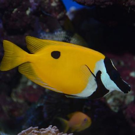 Siganus unimaculatus 7-10 cm