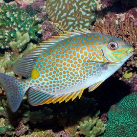 Siganus guttatus 15 cm