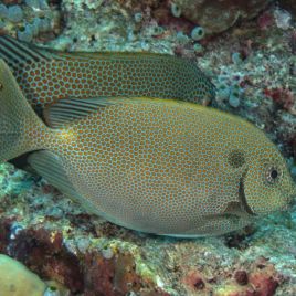 Siganus Punctatus 10-15 cm