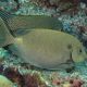 Siganus Punctatus 6-10 cm