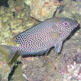 Siganus Punctatus 7-10 cm