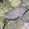 Siganus Punctatus 7-10 cm