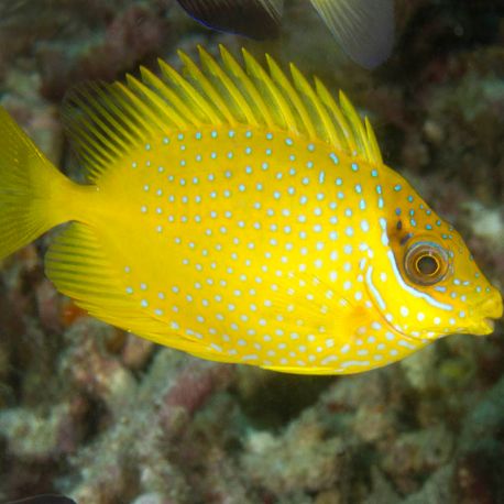 Siganus corallinus 6-8 cm