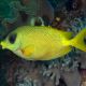 Siganus corallinus 9-12 cm