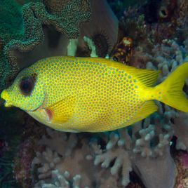 Siganus corallinus 9-12 cm