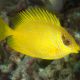 Siganus corallinus 9-12 cm