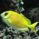 Siganus corallinus 9-12 cm