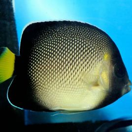 Apolemichthys Xanthurus 3-5 cm