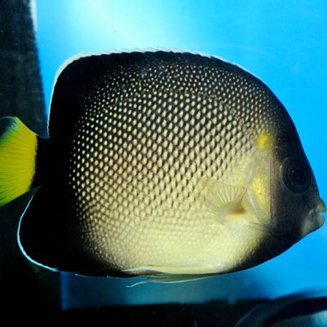 Apolemichthys Xanthurus 3-5 cm