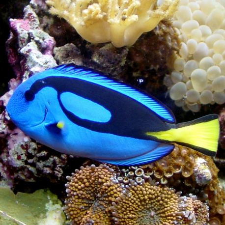 Paracanthurus hepatus : 1- 2 cm 43,50 €