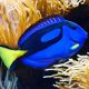 Paracanthurus hepatus : 1- 2 cm 43,50 €