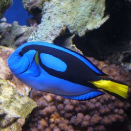 Paracanthurus hepatus : 10 à 12 cm  