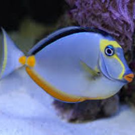 Naso lituratus (dorsale noire) : 8 à 10cm