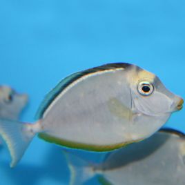 Naso lituratus (dorsale noire) : 5 à 8 cm 57,50 €