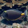 Naso lituratus (dorsale noire) : 20 à 25 cm  
