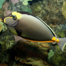 Naso lituratus (dorsale noire) : 12-15 cm  