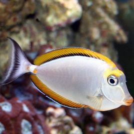 Naso elegans (dorsale orange) : 6-8 cm  